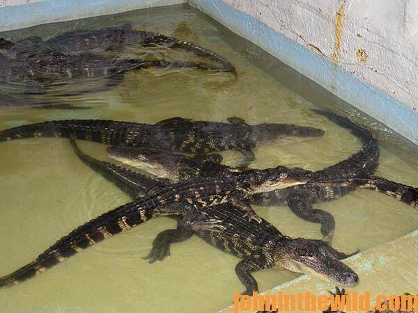 Alligator Facts from Louisiana’s Insta-Gator Ranch - 3