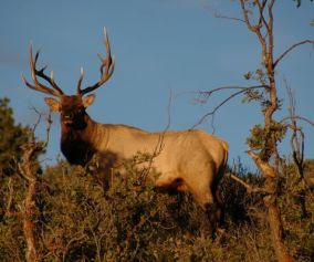 Avid Bowhunter Cindi Richardson Takes Record Arizona Elk in 2013 - 4 (Elk 2)