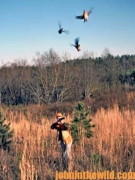 Choose the Right Gun for Hunting Deer, Upland Birds, Waterfowl, Small Game and Big Game - 4