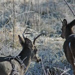 Effects of Deer Herd Overpopulation on Buck Deer Antlers