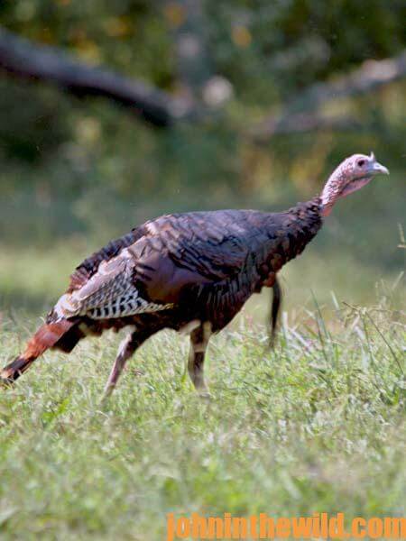How to Select Calls for Turkey Hunting-712-Day 4-02