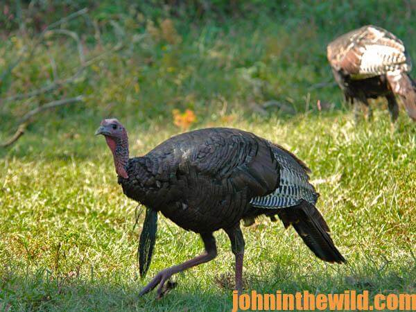 How to Select Calls for Turkey Hunting-712-Day 4-03