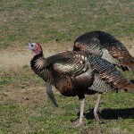 Be in the Right Place to Take a Gobbler
