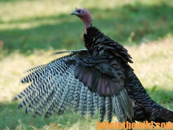 Make Turkey Sounds That Work with Will Primos-712-Day 5-02