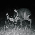 Michael Ahlfeldt’s Long Shot at a Bow Buck Deer in Ohio on 235 Acres