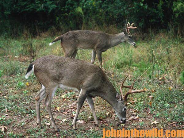 Research Big Buck Deer Places Near You to Hunt - 4