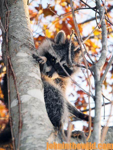 raccoon hunting