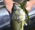 big bass on lake guntersville