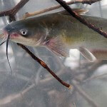 Children and Fishing for Catfish Go Together for a Great Outdoors Adventure