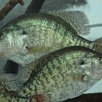 Tackle and Equipment for Catching Crappie in the Summer by John E. Phillips with Gifford “Sonny” Sipes