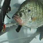 Equipment and Tactics for Fishing Your Crappie Hot Spots by John E. Phillips with Gifford “Sonny” Sipes