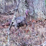 Locating the Turkeys You Want to Take