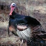 The Critical Moments of Turkey Hunting to Take a Swamp Turkey