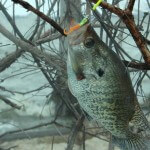 Fish Underwater Roads to More Crappie at Any Time of Year