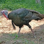 How to Scout for Turkeys with John E. Phillips