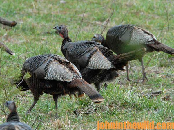 How to Set Up on Gobblers with Hens and Call-Shy Walking and Talking Turkeys 09