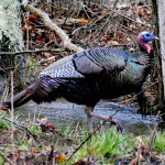 How to Set Up on Gobblers with Hens and Call-Shy Walking and Talking Turkeys