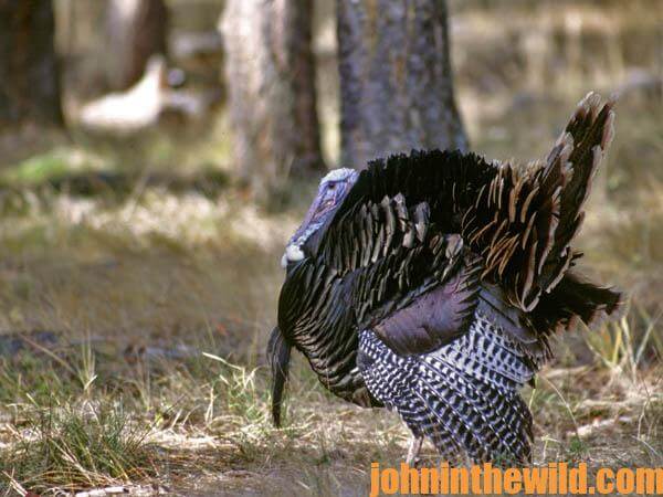 How to Set-Up on the Hung Up-Gobbler and How to Hunt Two on One Tom 17
