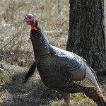 Know a Turkey’s Routine and Don’t Make Mistakes