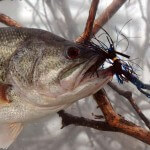 Legendary Angler Denny Brauer’s Top Five Choices for Best Bass Baits