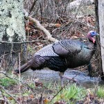 Ronnie “Cuz” Strickland Says Find Another Turkey to Hunt