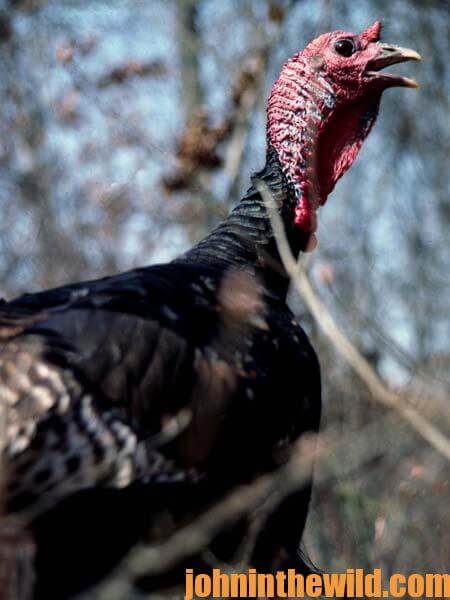 Terry Drury Says Mossy Oak’s Toxey Haas Called in the First Turkey He Ever Shot 4