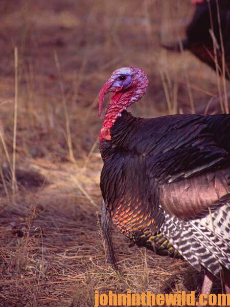 Terry Drury on Getting Close to Take a Turkey’s Temperature 2