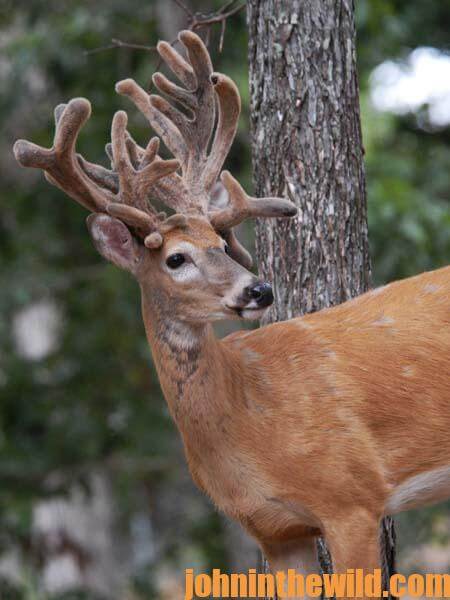 Why Buck Deer Shed Their Antlers with Biologists Dale Sheffer and Dr. James G. Teer  - 3