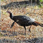Why Use Locator Calls for Spooked and Hush-Mouthed Turkeys