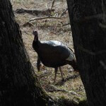 More of Eddie Salter’s Most Frequently Asked Questions about Turkey Hunting