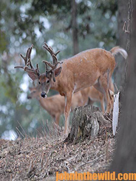 Hunting Buck Deer Now with Computers for Deer Season 2