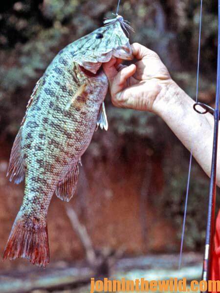 More On Nighttime Smallmouth Bass Tactics 3