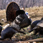 Tactics Dr. Grant Woods Recommend to Attract Turkeys to Your Property