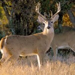 Deer Hunter Chuck Jones tells us Why He Hunts in Cedar Thickets in the Late Season