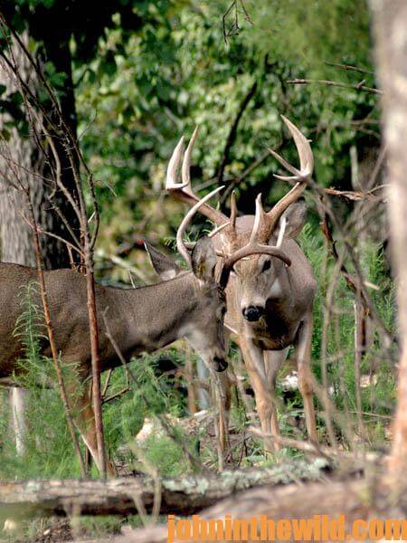 Deer Hunter Travis Hall – Rattling Pulls in More Deer During the Prerut and the Rut and the Value of Spotting and Stalking18