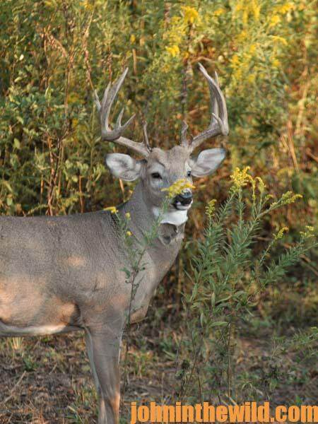 Deer Hunters Need to Make Some Mistakes Before They Hunt Trophy Bucks with Dr. Robert Sheppard11