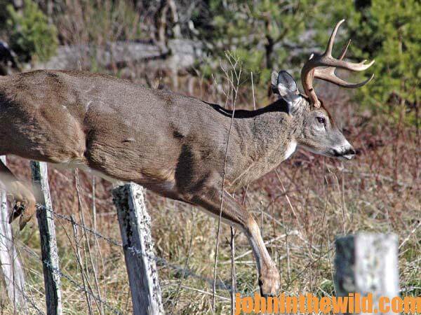 The Late Season Potential of Hunting Clear-Cuts for Deer14