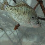 Fishing Bass Spots for Big Crappie