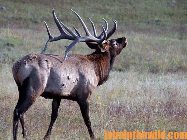Five More Tips for Bigger Bull Elk with J. R. Keller18