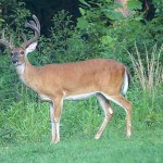 Scouting Hunters Will Help You Have More Success During Deer Season