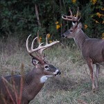 Pinpoint Your Best Hunting Area for Taking Deer