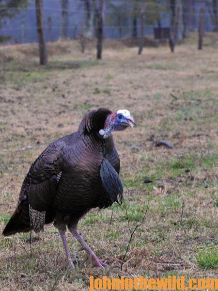 Use a GPS for the Most-Productive Turkey Hunts05