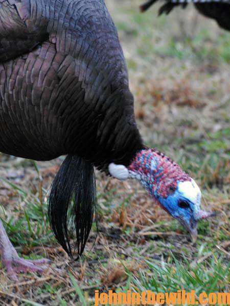 Use a GPS for the Most-Productive Turkey Hunts07