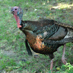 Use a GPS for the Most-Productive Turkey Hunts