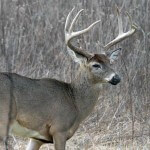 Find the Best Deer Hunting Spots and Get Permission to Hunt Them