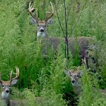How to Find a Deer Sanctuary with Ronnie Groom