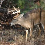 Kentucky Has White-Tailed Deer, Elk and Bears to Hunt