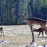 Take White-tailed Deer by Leaving Home