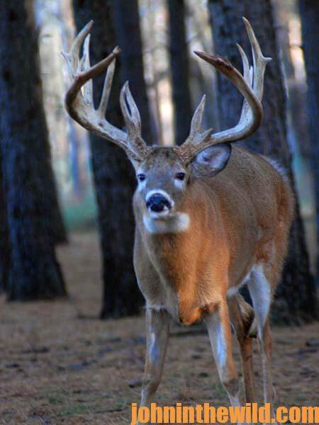 13 Don’t Move or Panic When a Big Buck Deer Is Close - Watch His Eyes