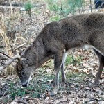 Why Hunt Nocturnal Buck Deer in the Morning with Ronnie Groom